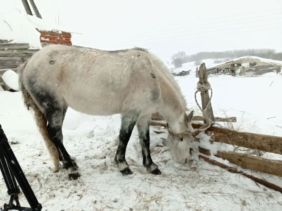 У лошадей в деревне Кашабеги в Завьяловском районе Удмуртии не выявили никаких инфекционных заболеваний, сообщает пресс-служба Главного управления ветеринарии региона