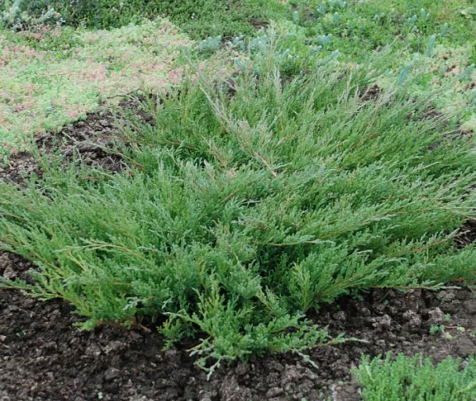 Можжевельник Андорра Компакта: идеальный спутник вашего сада