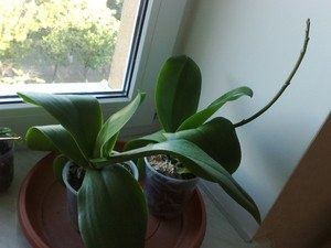 Причины, по которым орхидея не торопится цвести в домашних условиях