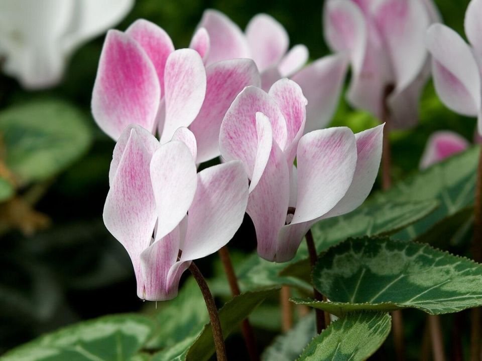 Цикламены на балконе: как защитить растения от зимних морозов