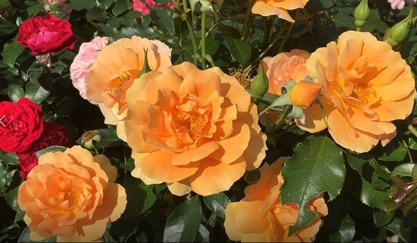 Как вырастить роскошные розы из черенков