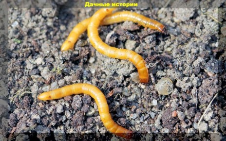 ��� �������� ���� ������: ������ � ���������� �����������