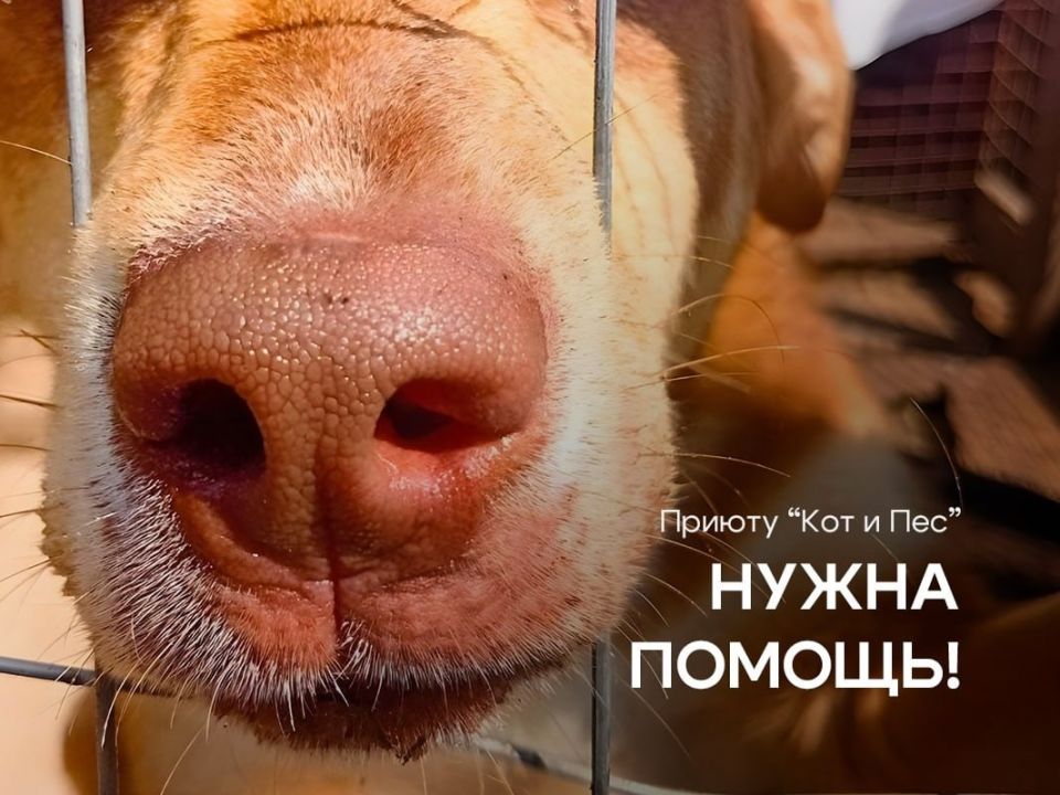 В Ижевске идет благотворительный сбор для помощи приюту «Кот и пес»