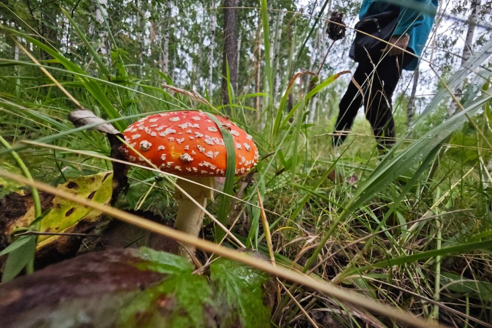 Как крышка пластикового ведра помогла заблудившимся грибникам найти дорогу домой