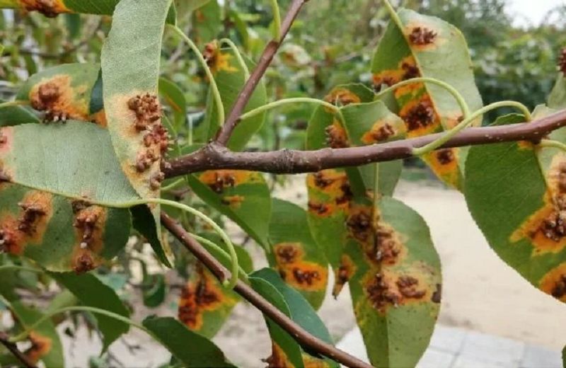 Как справиться с ржавчиной на груше в конце лета: полезные советы для садоводов