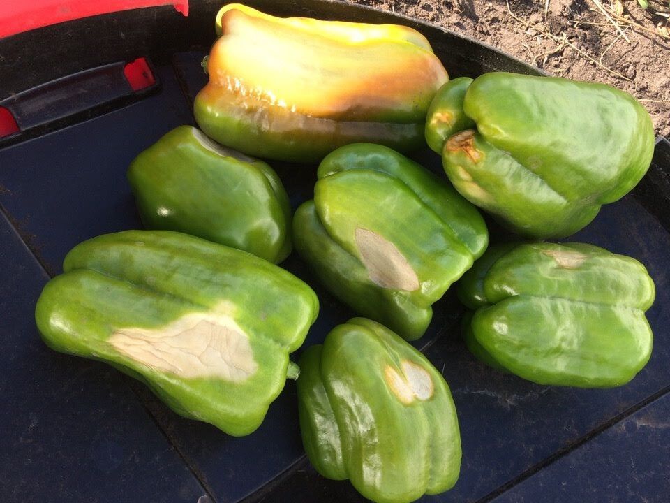 Пятна на перцах: как отличить солнечный ожог от вершинной гнили