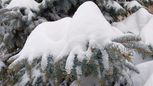 � �������� � �������, 12 �������, ����������� ������� ���� �������� -13�-8��, �������� �����-������ �� ��� ������ �� �������� �� ������� �� ������� �������������