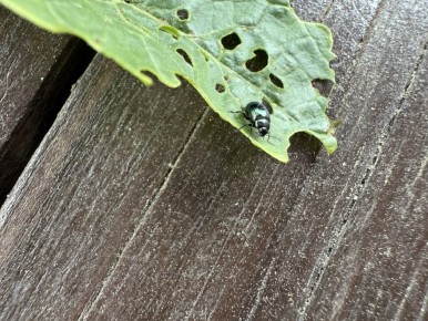 ��� ���������� � ������������� �������: ������ ��� ���������