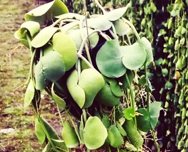 ��������: ������������ ��������, ������� ���������� ��� ��������