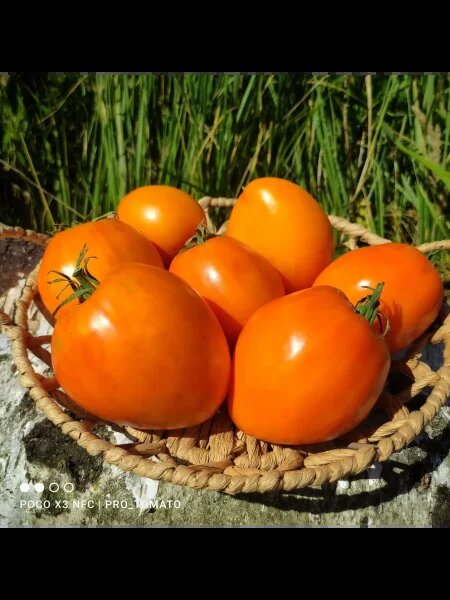 Томат Козула 106: уникальный урожай с неповторимым вкусом