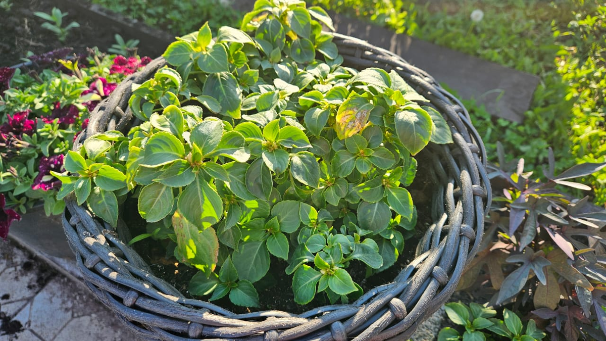 Цветочное великолепие: однолетники, которые украсили начало лета