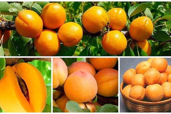 �������� ����� ����: ���������� ������, ������� ���������� ���� ������������� � �������� ���������