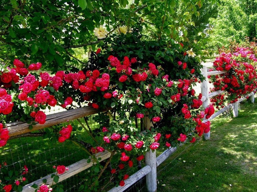 Растения для занятых: как создать уют без хлопот