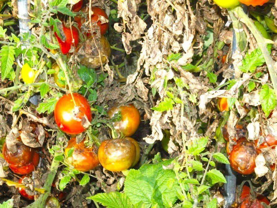 ��� �������� ��������� �� �������: ������ � ������������