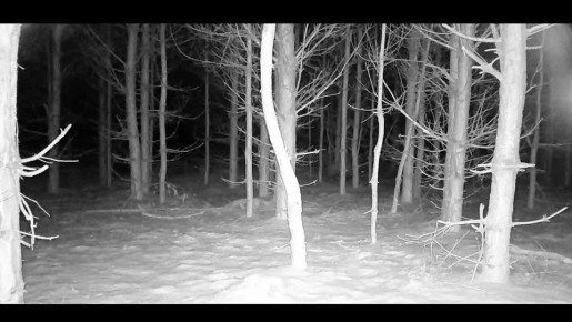 «Поросячий паровозик». Ничего милее сегодня точно не увидите