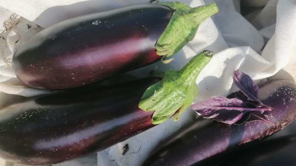 ������� ��������� ����������� ����������: ��� ��������� � ���� ������ �� ������