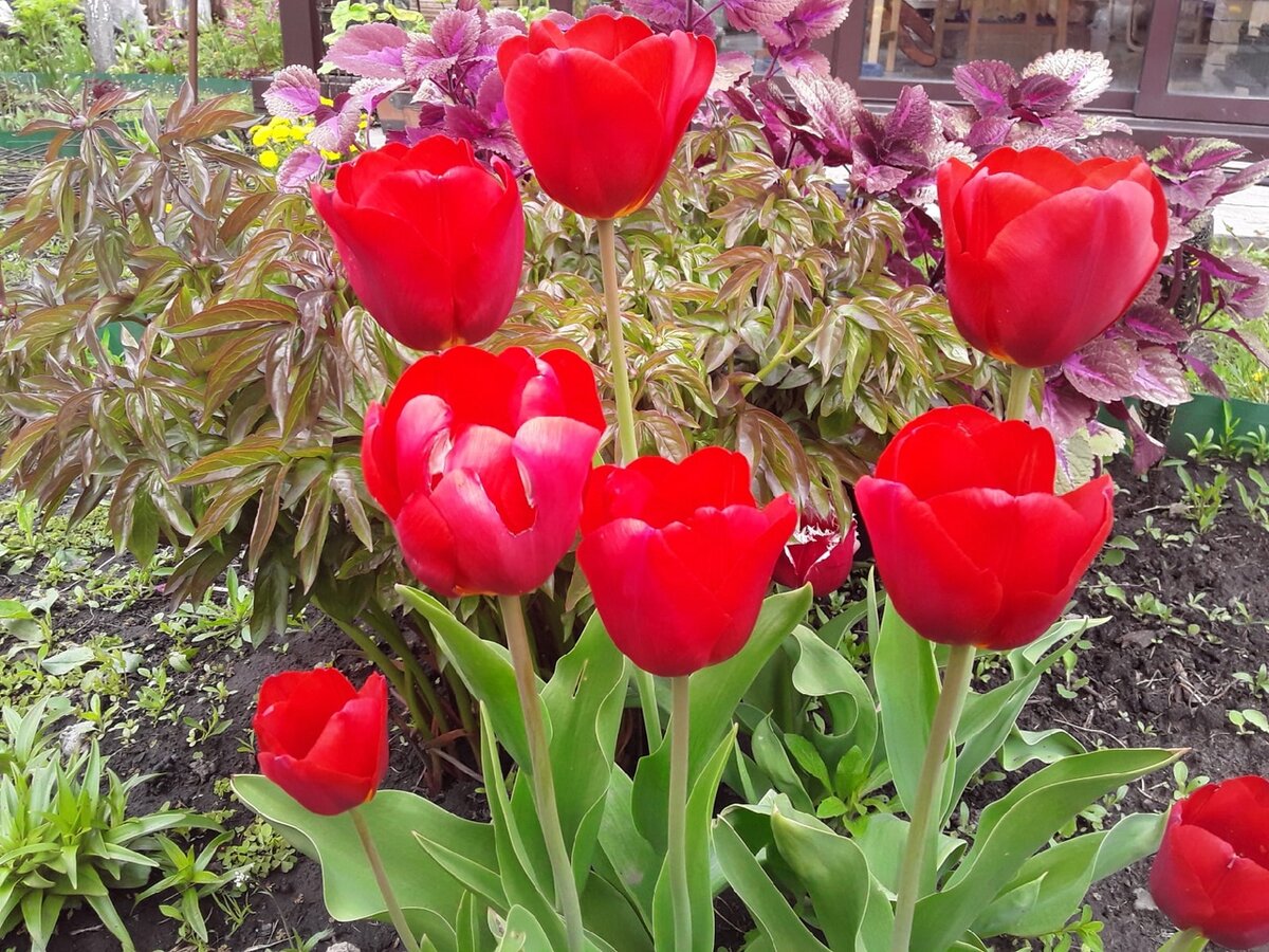 Вредные советы по посадке тюльпанов: чего стоит избегать