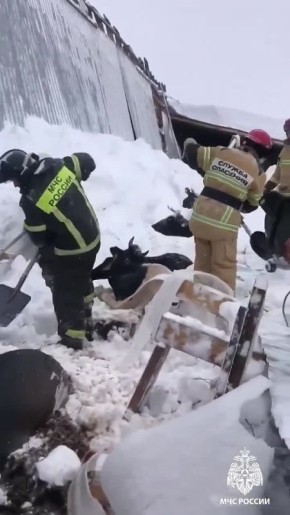 Спасатели продолжают откапывать коров из-под завалов обрушившейся фермы в Турецком