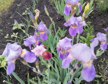 Как правильно делить и пересаживать ирисы осенью: советы для успешной посадки