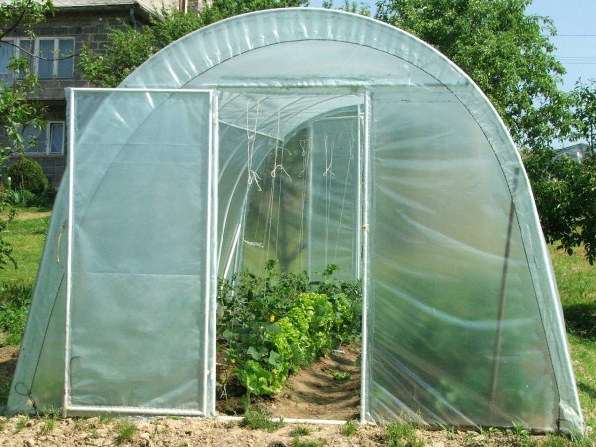Как проконтролировать вредителей в теплице: советы для садоводов