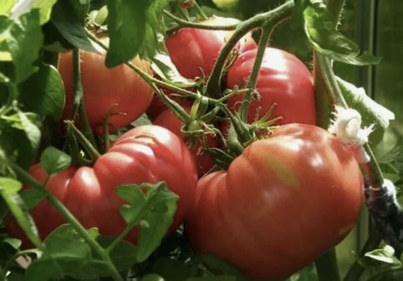 ���� �������� ������, �������� ���������� ��������� ������ �������� ������