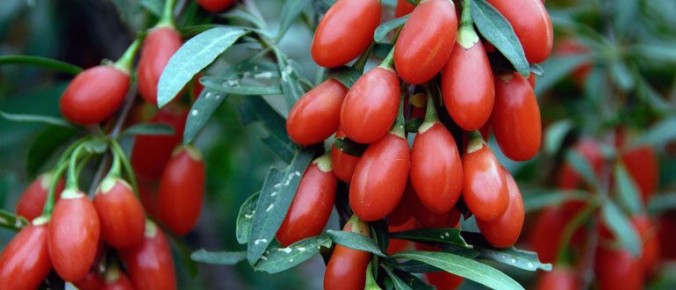 Ягоды годжи: польза и секреты выращивания на собственном участке