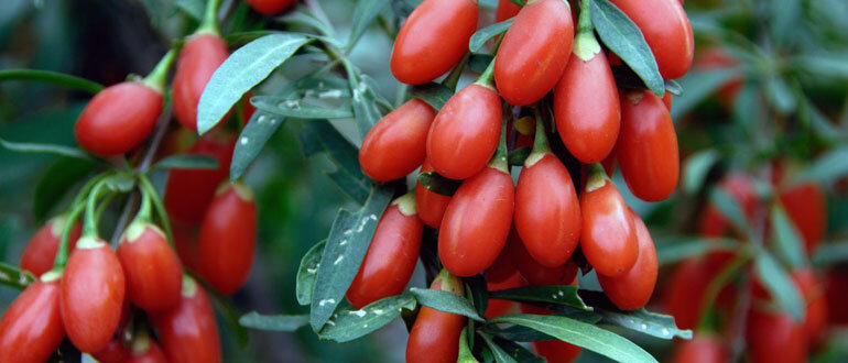 Ягоды годжи: польза и секреты выращивания на собственном участке