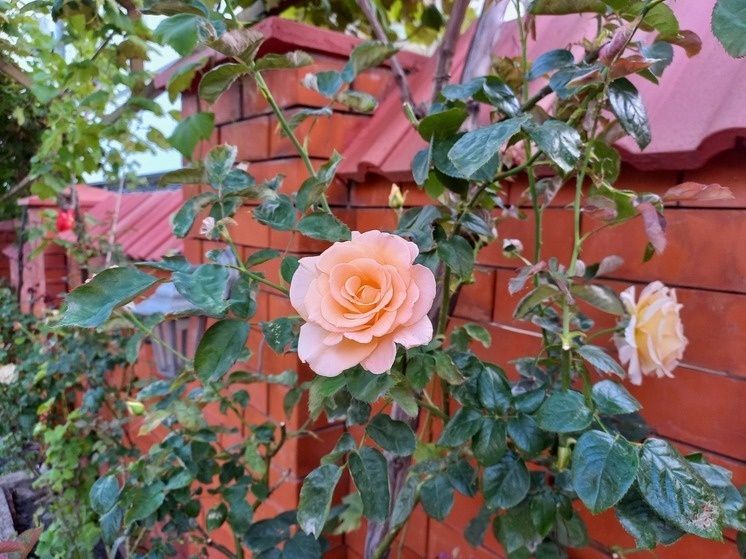 Зачем зумерам садоводство: взгляд депутата