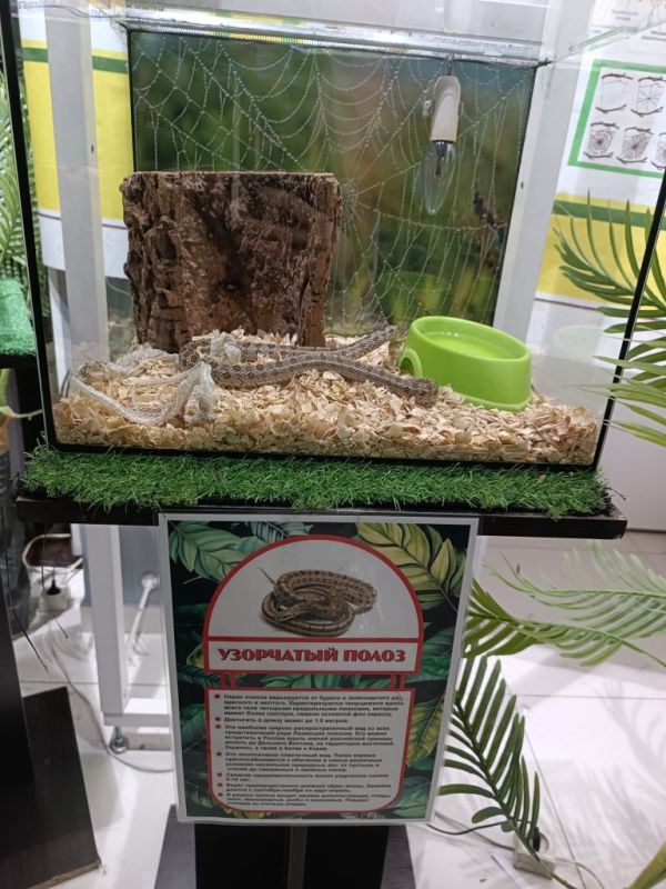 Нарушения выявили на выставке животных в Воткинске, сообщает управление Россельхознадзора по Кировской области, Удмуртской Республике и Пермскому краю