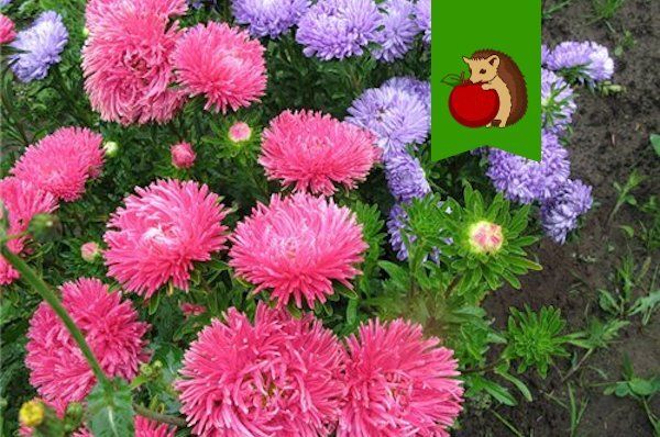 Как правильно заботиться об астрах: неприемлемые условия для этих цветов