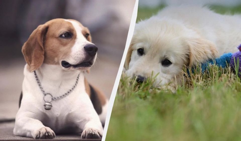 Спокойные собаки: 13 пород, которые не проявляют агрессии