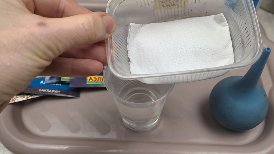 Как успешно вырастить баклажаны без земли в 2026 году