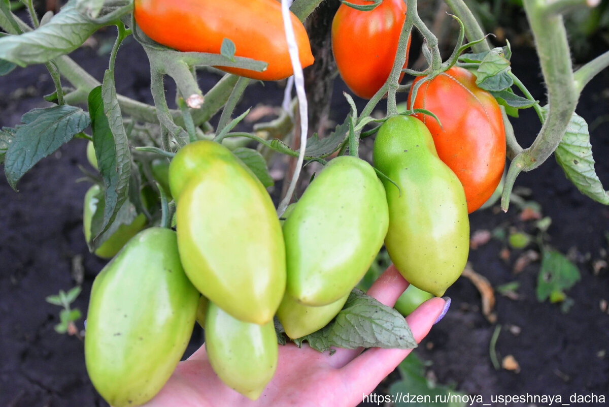 Томат, который не боится болезней и капризов природы