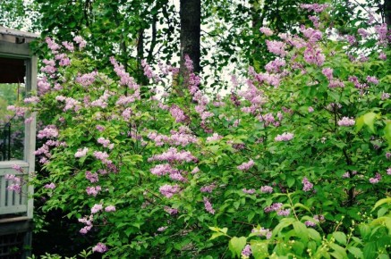 ������ ����������: ����� �������� �������������