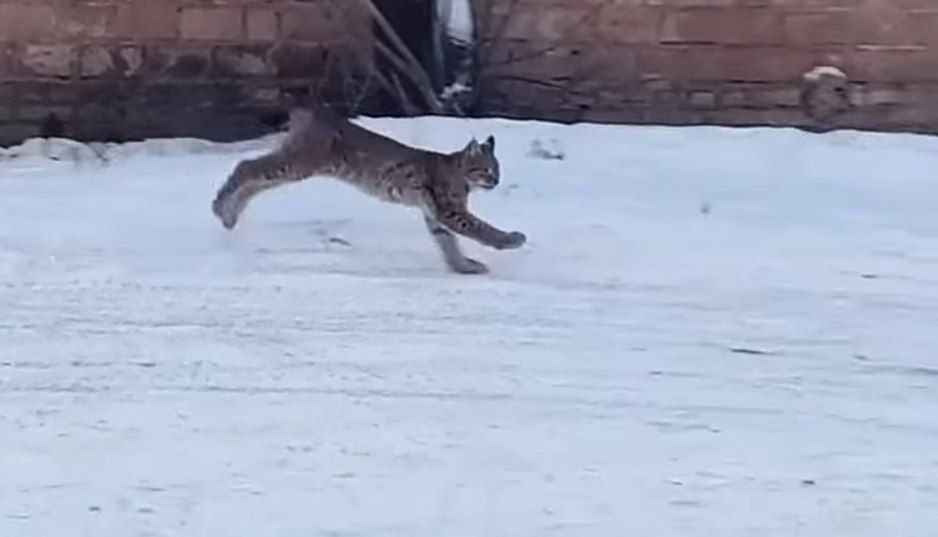 По Ижевску бродила рысь.. По информации очевидцев, молодое животное бегало 19 февраля в районе ТЦ «Автора-парк». В соцсетях появились фото и видео с рысью