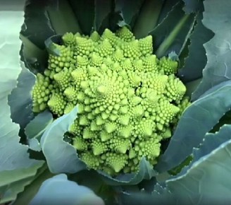 ������� ���������: ��� ��������� ���� ���������� ����