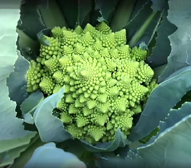 Капуста романеско: как вырастить этот загадочный овощ