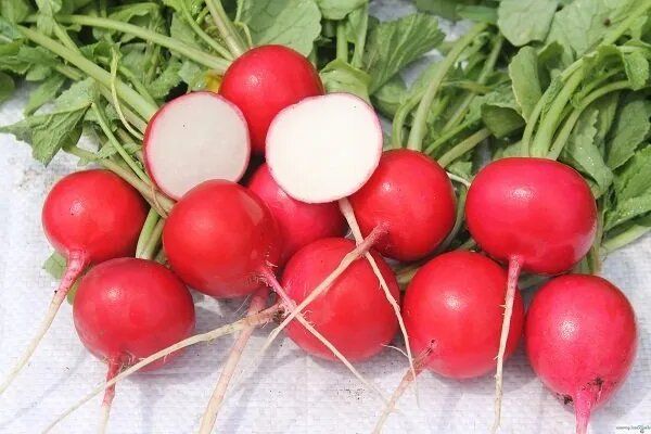 Выращивание редиса Всесезонного: как получить отличный урожай круглый год