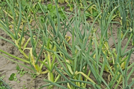 ������ � ���� � ������� ������� ������: ������������ ������� � ����������� ������ ��������