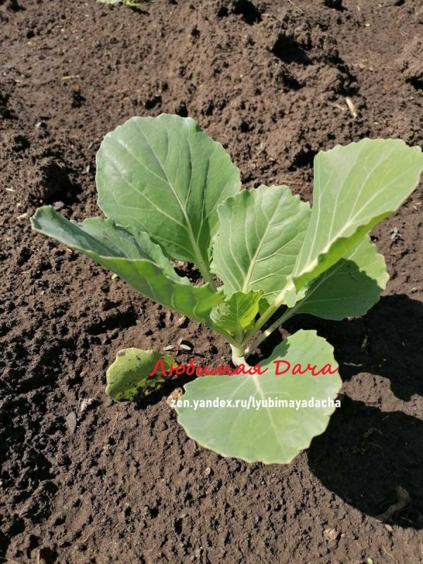 Выращивание капусты: секреты успешного урожая