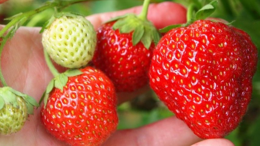 Как добиться богатого урожая клубники: секреты ухода за грядками