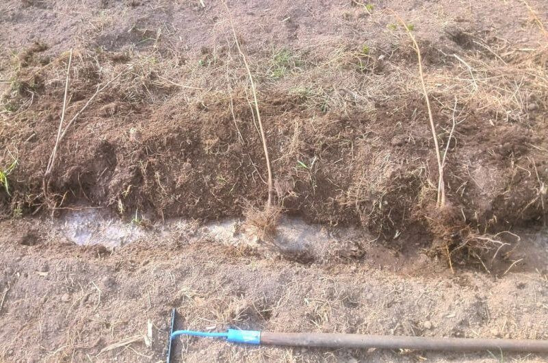 Что делать с саженцами, если осень позади: простые советы по прикопке