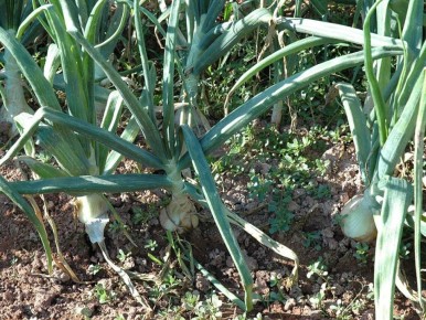 ��� ��������� ��������� ������� ���: ��� ������� ������ ��� �������� �������