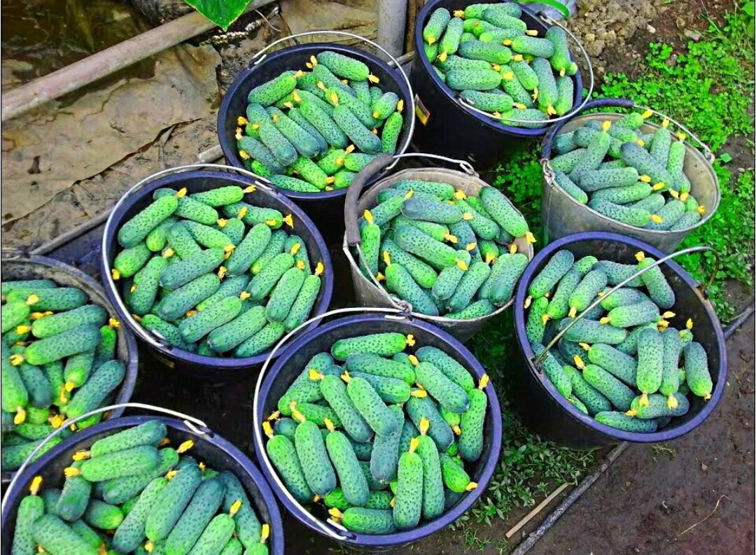 Как правильно посадить огурцы для отличного урожая