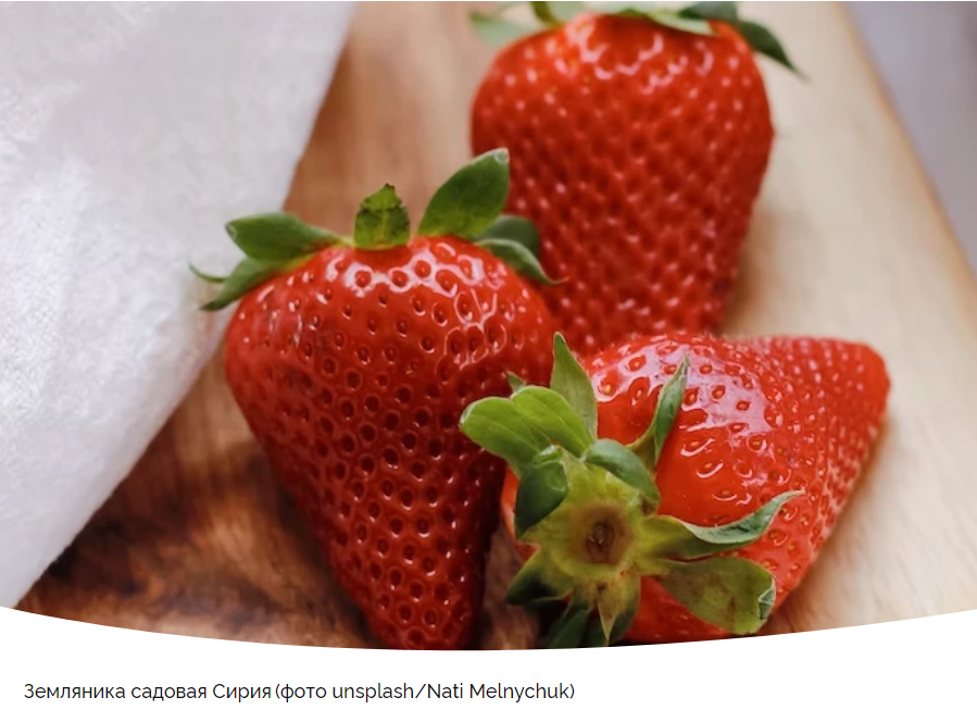 Земляника Сирия: Ваш новый любимец в саду