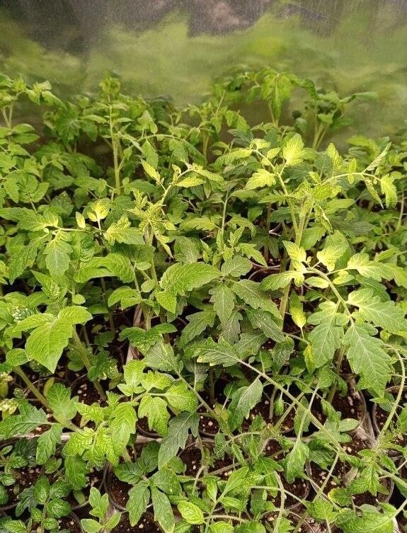 Как спасти желтеющую рассаду: советы опытных огородников