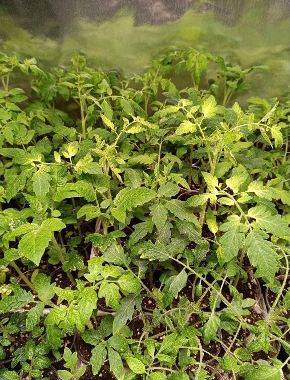 Как спасти желтеющую рассаду: советы опытных огородников