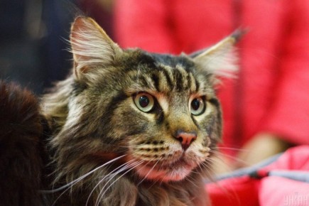 ������� ��������� ����������: ��� ����� �� ���� ������?