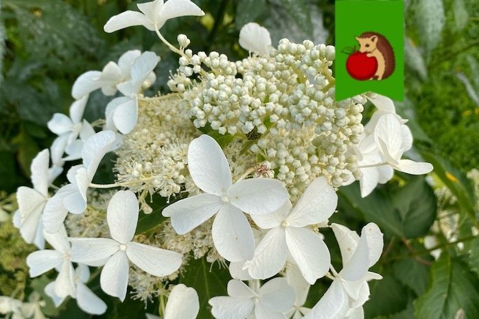 ������ � ���������� � �������: ��� ����������� �� � ���� ��� ������ ��������