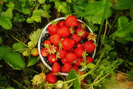 Как из песчаной почвы создать настоящий оазис плодородия